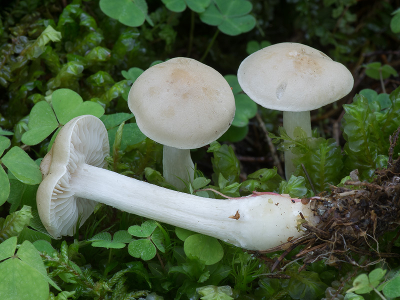 Tricholoma inamoenum